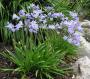 AGAPANTHUS - CRIN AFRICAN - imagine 33745